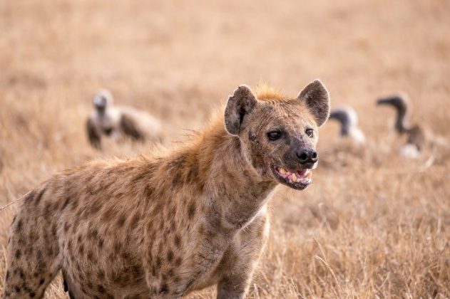 Spotted Hyena Facts | Anatomy, Diet, Habitat, Behavior - Animals Time