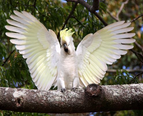 cockatoo crested sulphur facts habitat diet behavior anatomy flickriver animalstime