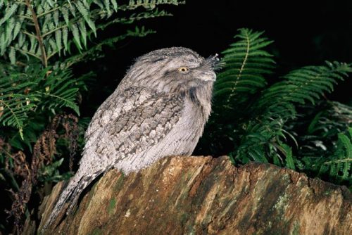 tawny frogmouth facts 