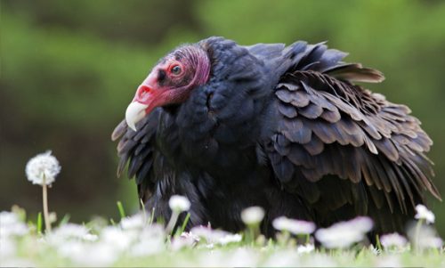 Turkey Vulture Facts | Anatomy, Diet Habitat, Behavior - Animals Time