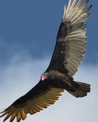 turkey vulture facts 