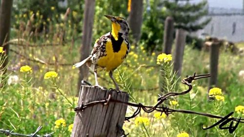 Western Meadowlark facts 