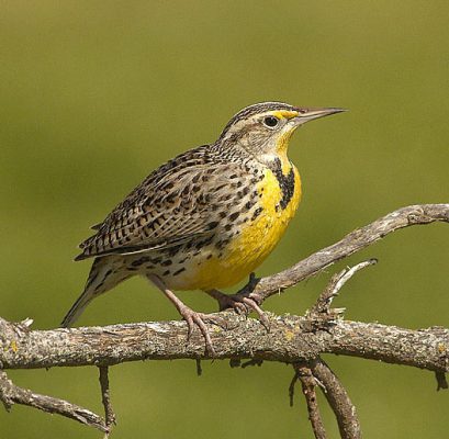 Western Meadowlark facts 