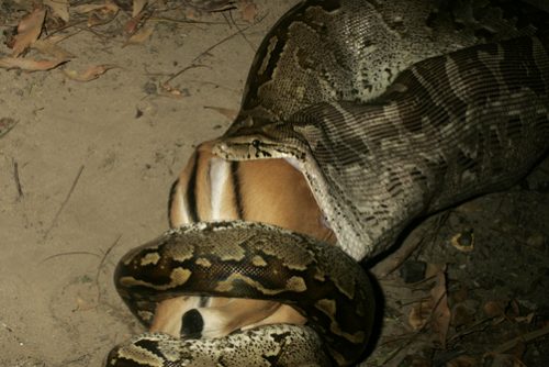 african rock python facts