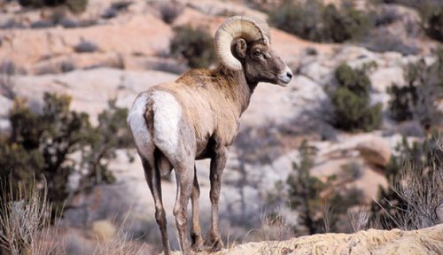 bighorn sheep facts 