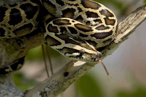 burmese python facts 
