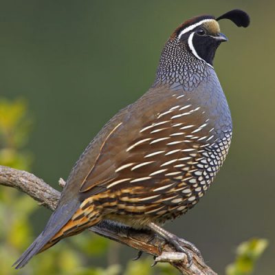 california quail facts 