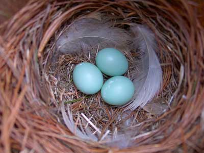 eastern bluebird facts 