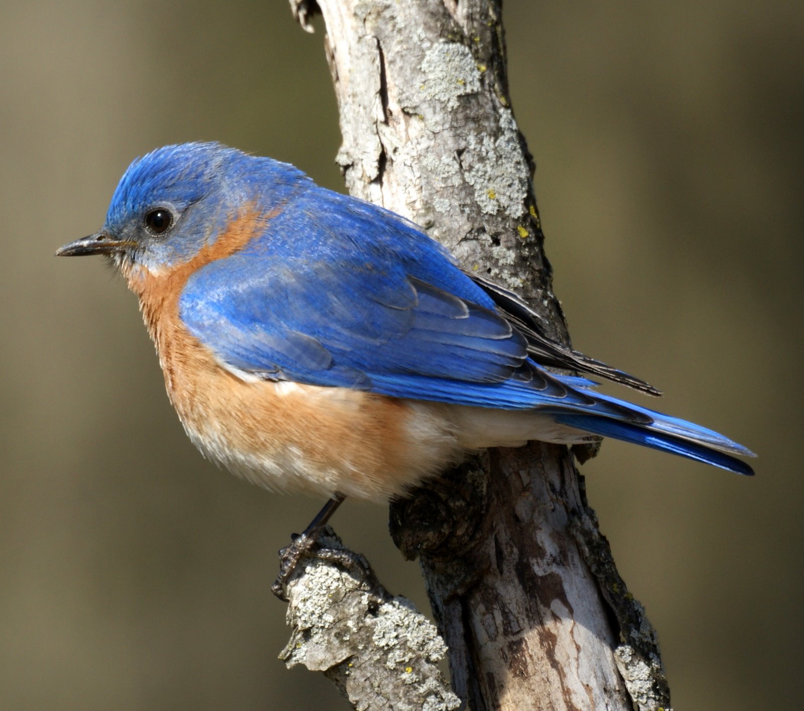 Eastern Bluebird Facts | Anatomy, Diet, Habitat, Behavior - Animals Time