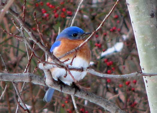 Eastern Bluebird Facts | Anatomy, Diet, Habitat, Behavior - Animals Time