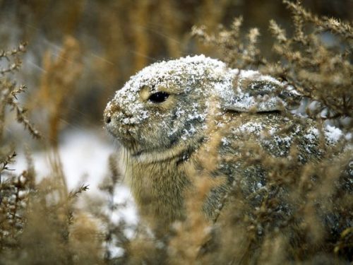 Eastern Cottontail Rabbit Facts | Anatomy, Diet, Habitat, Behavior