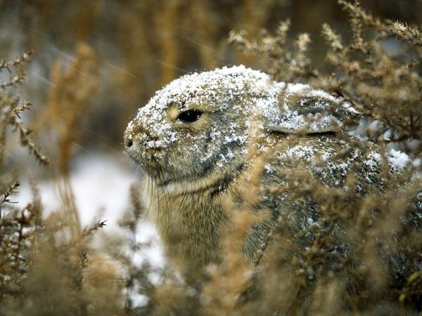 Eastern Cottontail Rabbit Facts | Anatomy, Diet, Habitat, Behavior