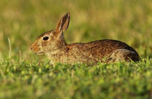 Eastern Cottontail Rabbit Facts | Anatomy, Diet, Habitat, Behavior