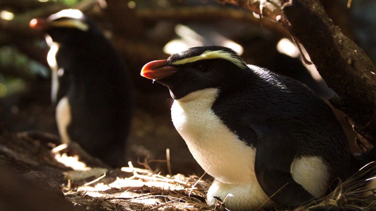 fiordland penguin facts Animals Time