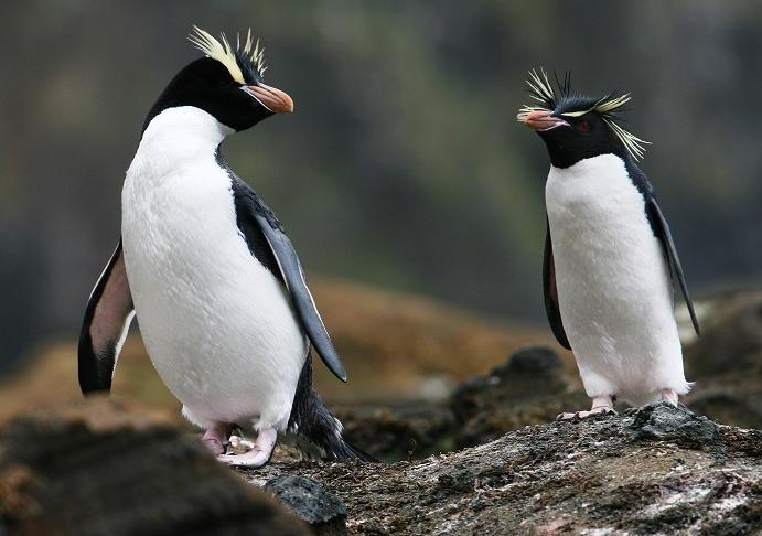 Fiordland Penguin Facts | Anatomy, Diet, Habitat, Behavior - Animals Time