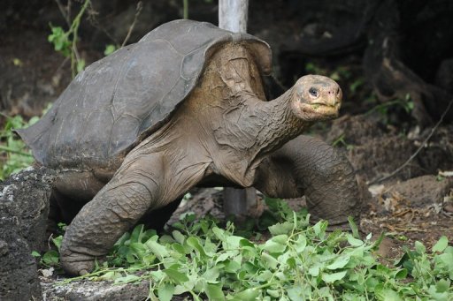 Galapagos Tortoise Facts | Anatomy, Diet, Habitat, Behavior - Animals Time