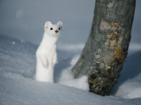 Diet Of The Long Tailed Weasel Facts
