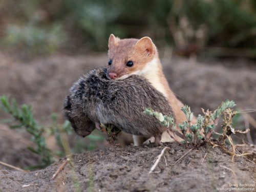 long tailed weasel facts 