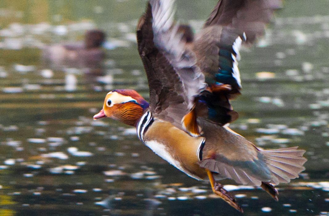 Mandarin Duck Facts Anatomy, Diet, Habitat, Behavior Animals Time