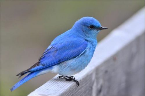 Mountain Bluebird Facts | Anatomy, Diet, Habitat, Behavior - Animals Time