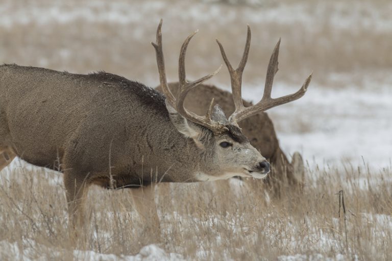 mule-deer-facts-anatomy-diet-feeding-behavior-animals-time