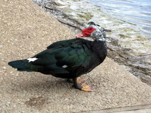 muscovy duck facts 