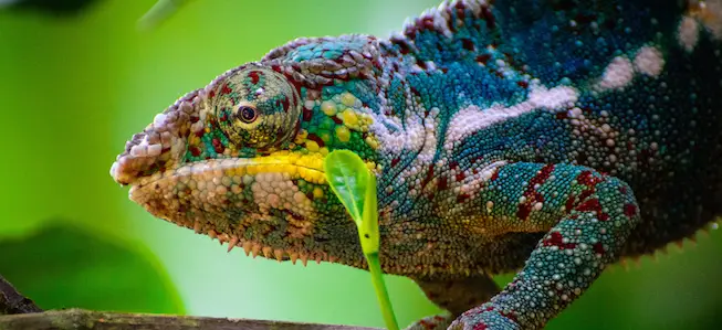 panther chameleon facts - Animals Time