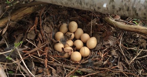 ruffed grouse facts 