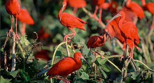 scarlet ibis facts 