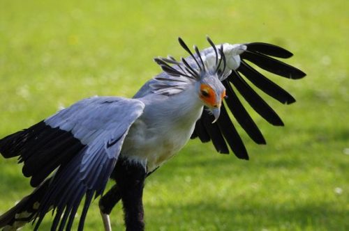 secretary bird facts 