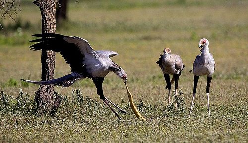 secretary bird facts 