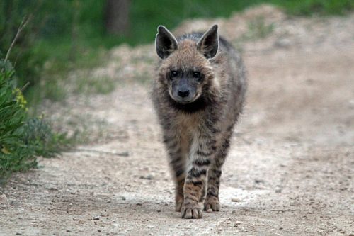 striped hyena facts 