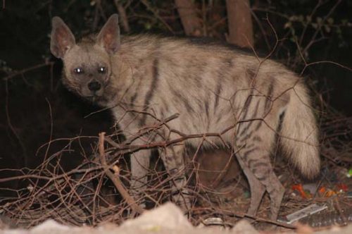 striped hyena facts 