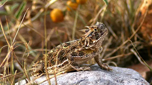 texas horned lizard facts 