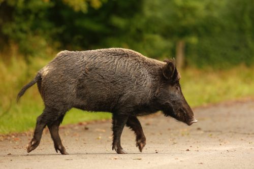 wild boar facts 