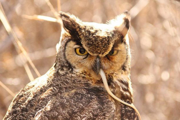 what-do-great-horned-owls-eat-great-horned-owls-diet-and-feeding-behavior