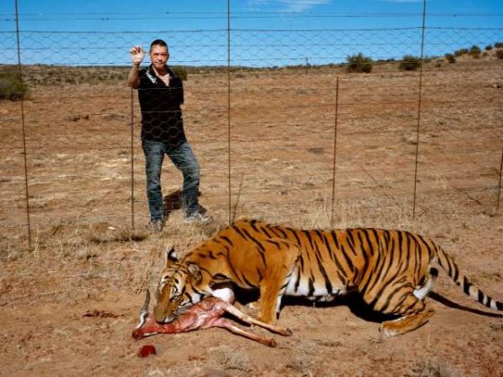South China Tiger Facts