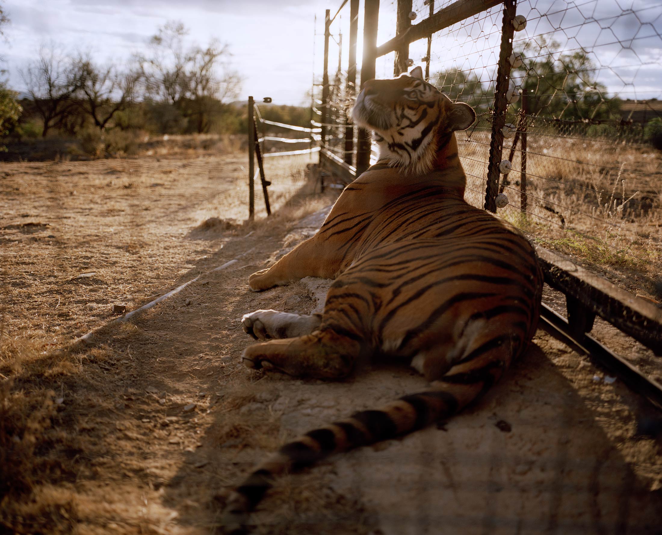 south china tiger facts - Animals Time