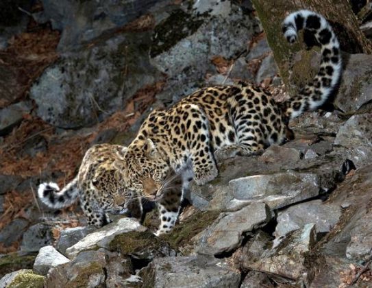 Amur Leopard Habitat - Where do Amur Leopards Live