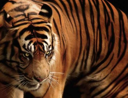 javan tiger - Animals Time