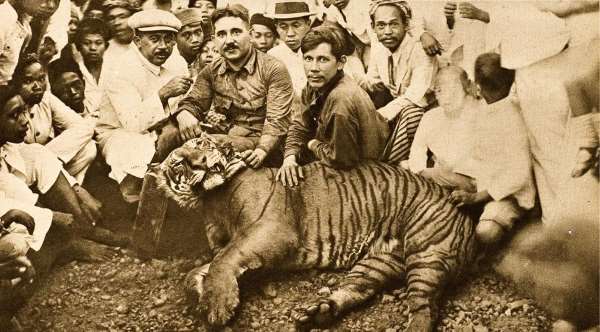 Javan Tiger Facts | Extinct Tiger Species
