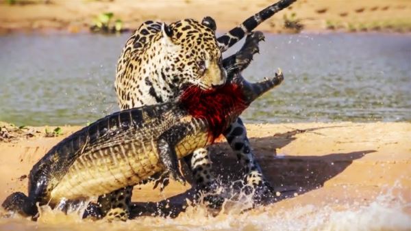leopard vs crocodile