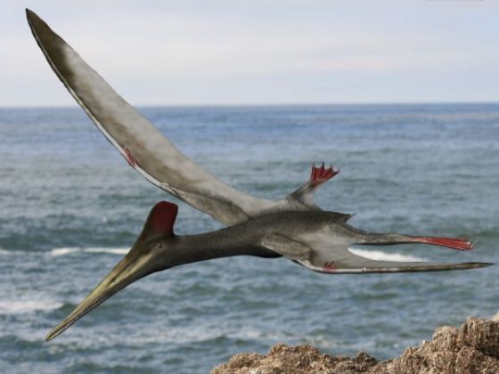 Pterodactyl Facts | A Prehistoric Flying Reptile