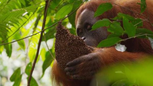 sumatran orangutan facts 