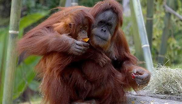 Sumatran Orangutan Facts