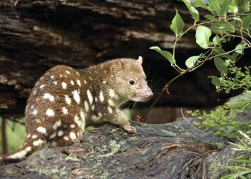 tiger quoll