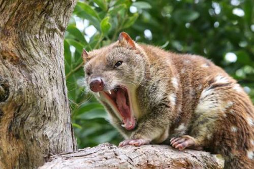 tiger quoll