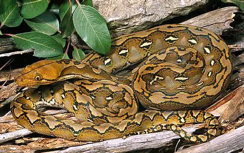 reticulated python facts 