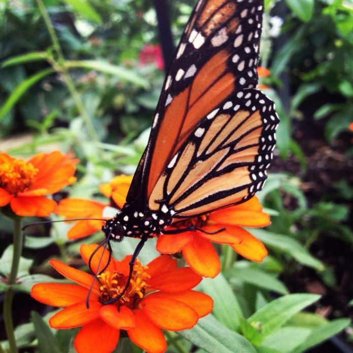 What Do Butterflies Eat? Butterfly Diet Animals Time