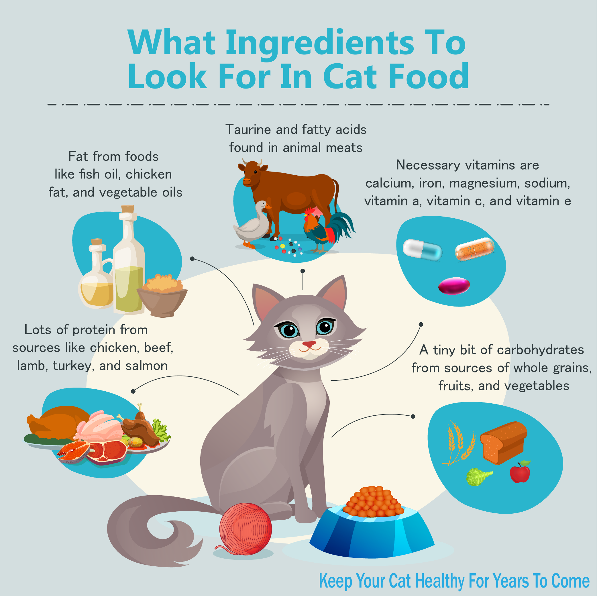 Cat Food Ingredients Infographic 1 Animals Time